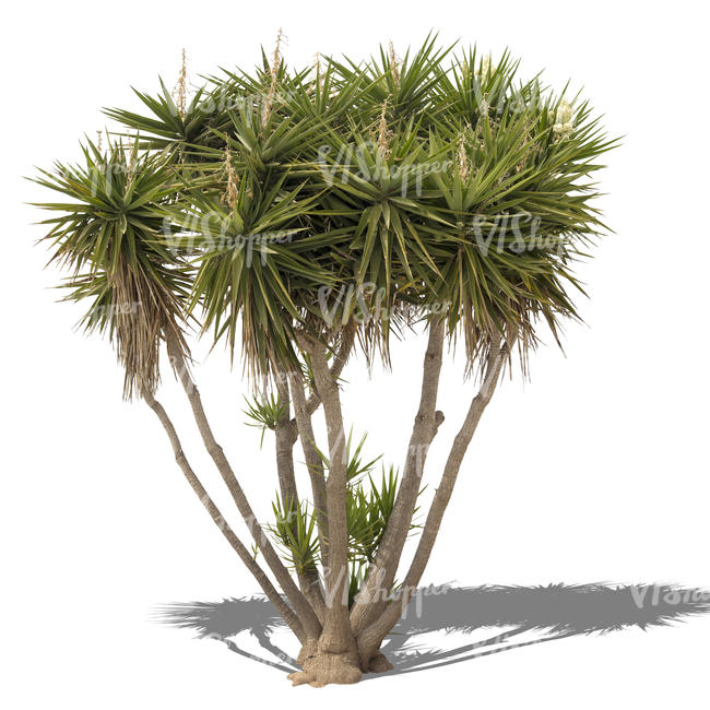 cut out goup of small palm trees