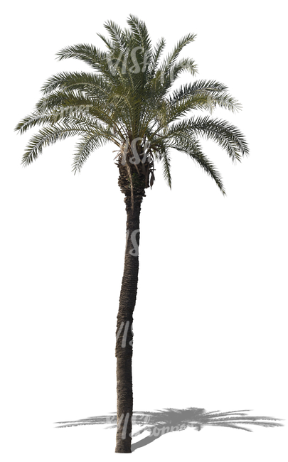 cut out tall palm tree