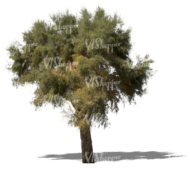 cut out big mediterranean tree