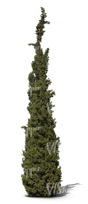 cut out cypress