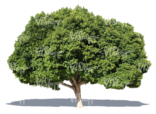 cut out big laurel tree