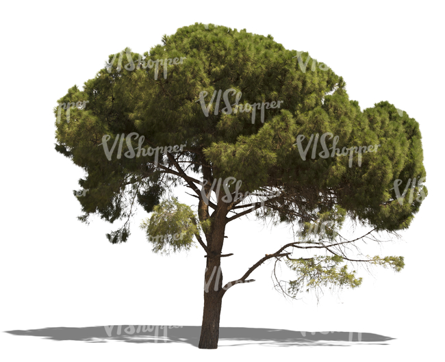 cut out mediterranean pine tree