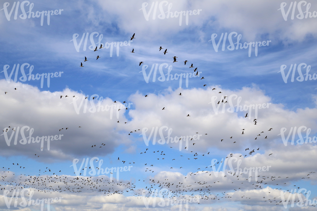 cloudy daytime sky with a flock of birds