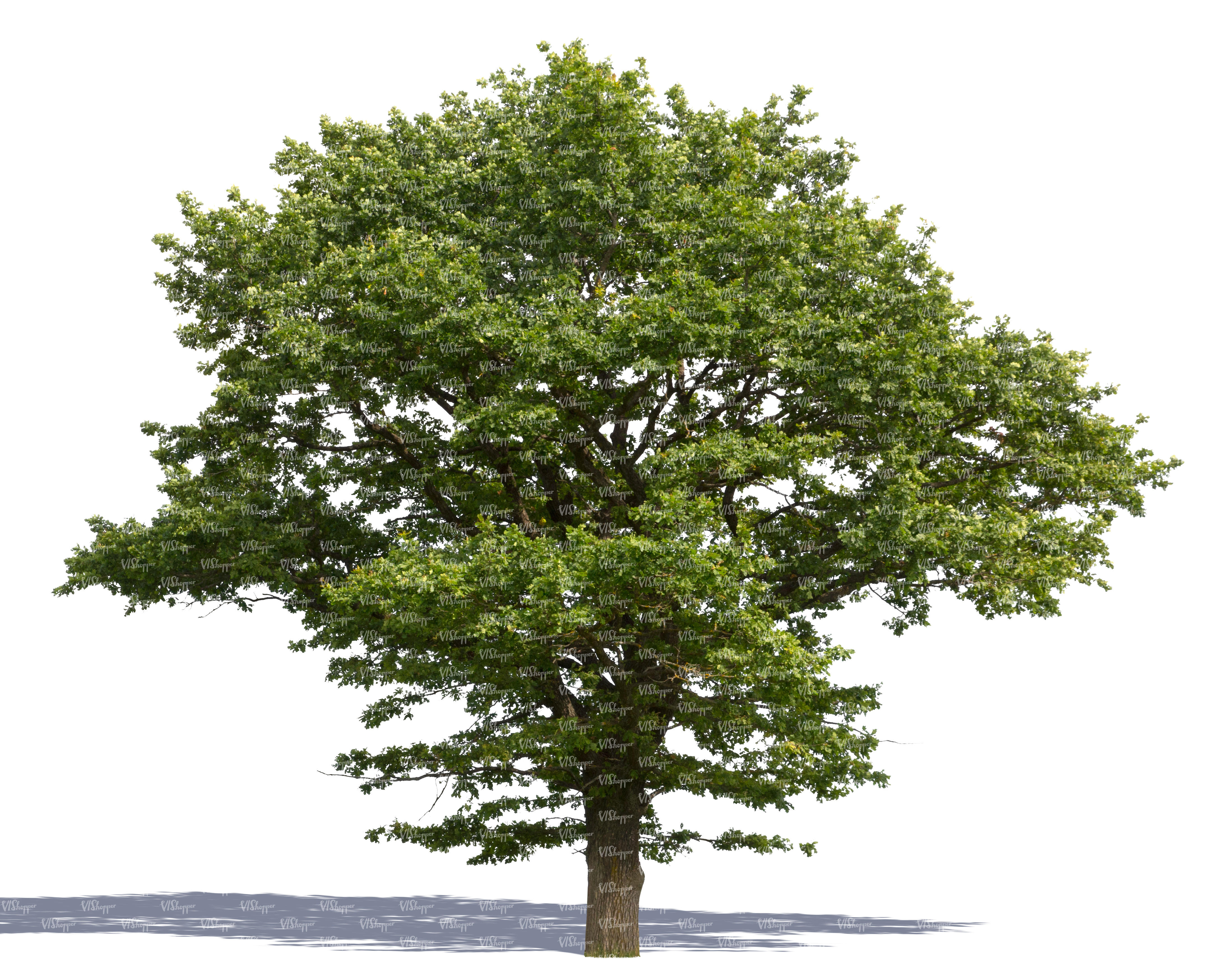 cut out big oak in sunlight cut out trees and plants