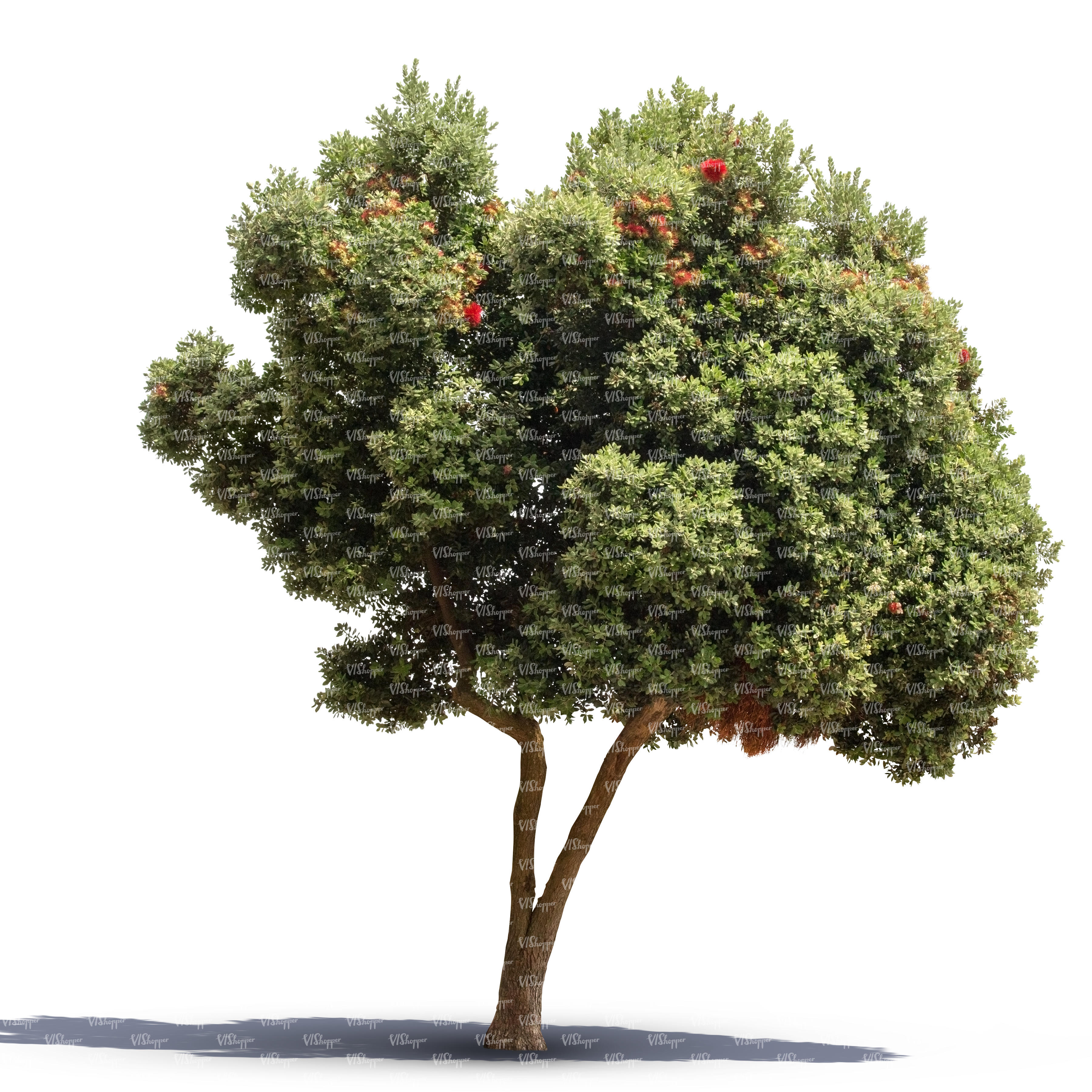 cut out blooming eucalyptus tree cut out trees and plants