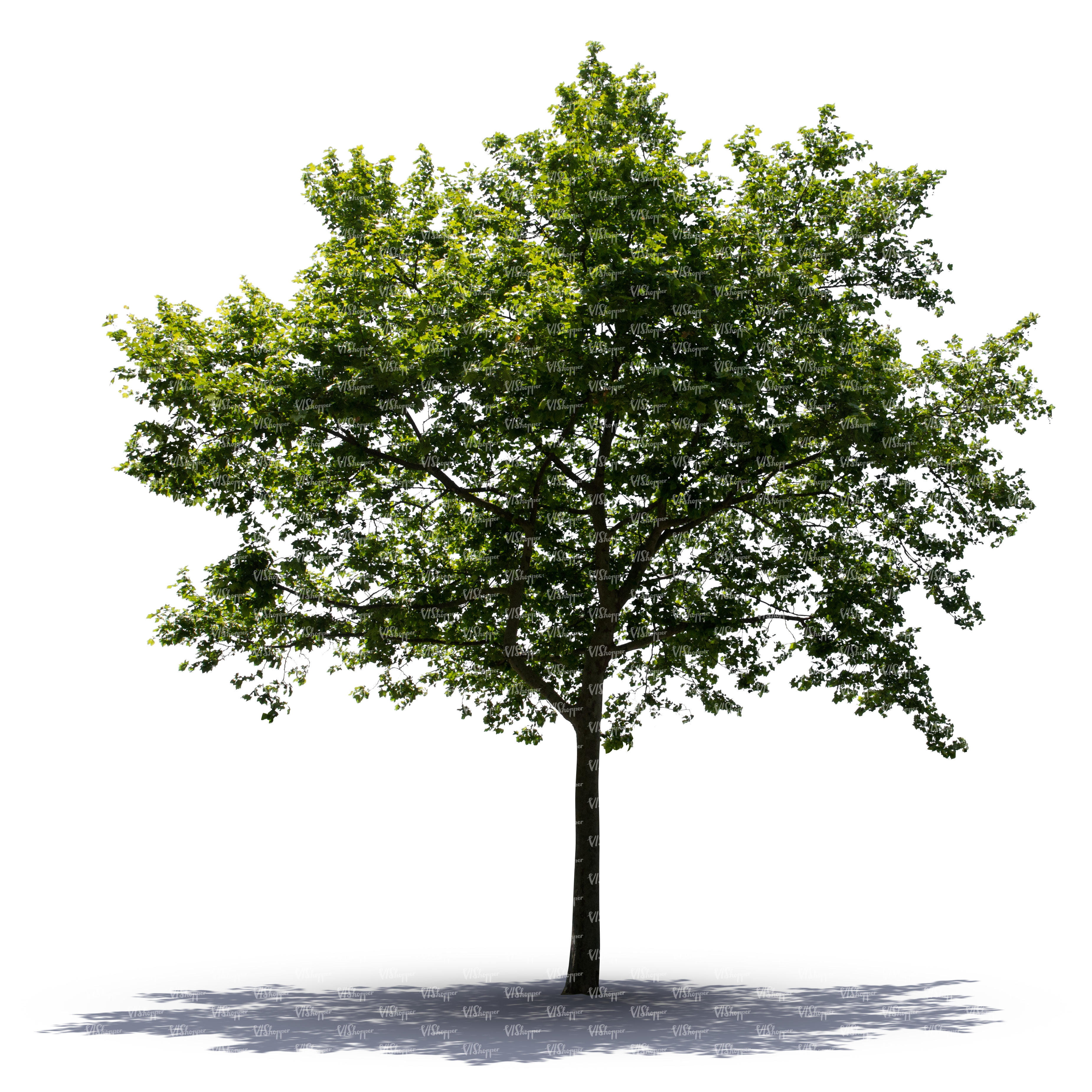 cut out backlit maple tree cut out trees and plants