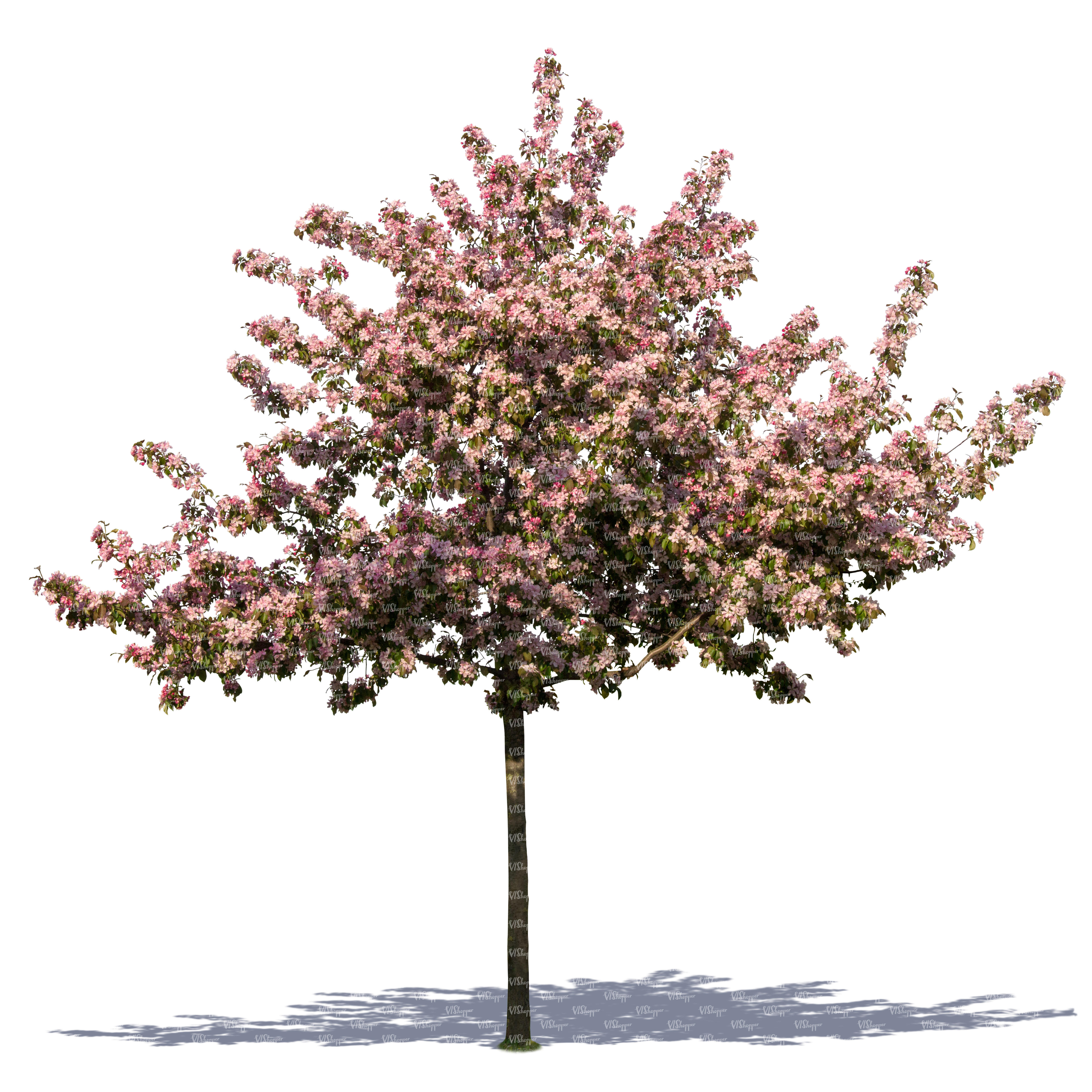 Cherry trees when to back cut blossom
