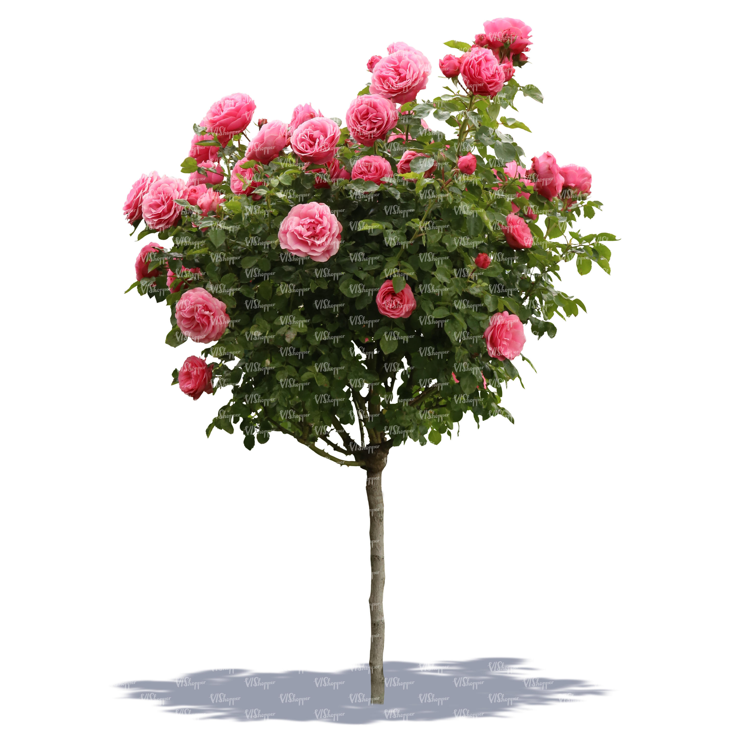 cut out blooming rose bush