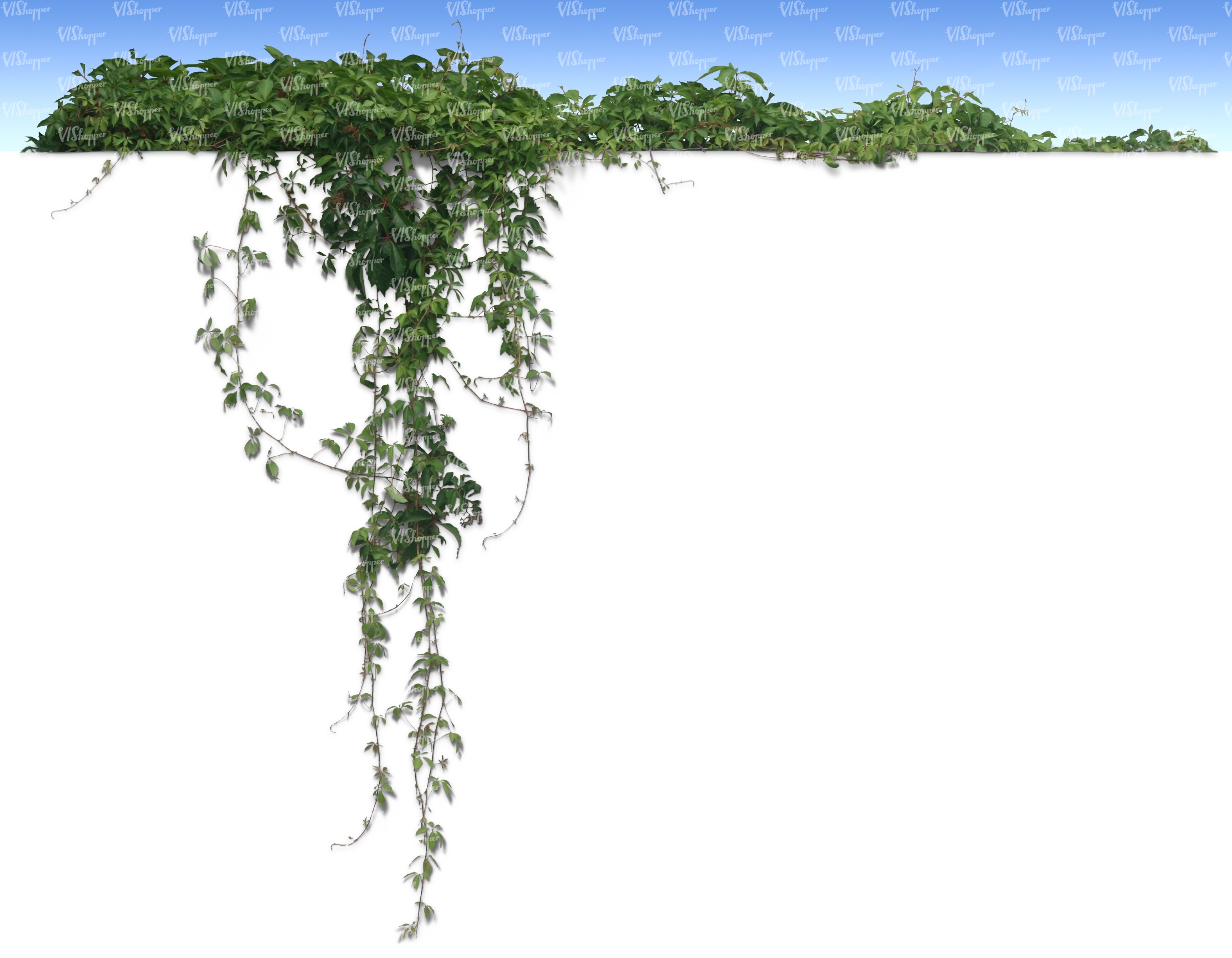 cut out hanging vine - VIShopper