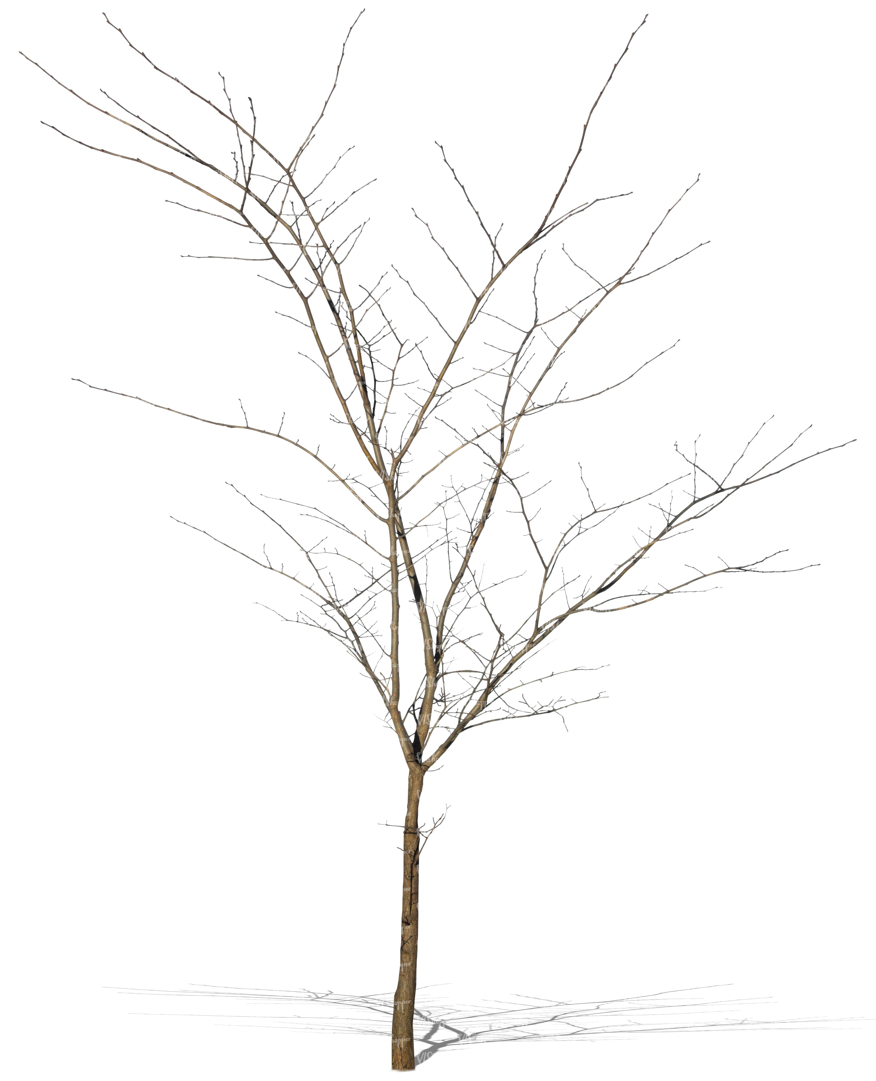 Leafless Tree