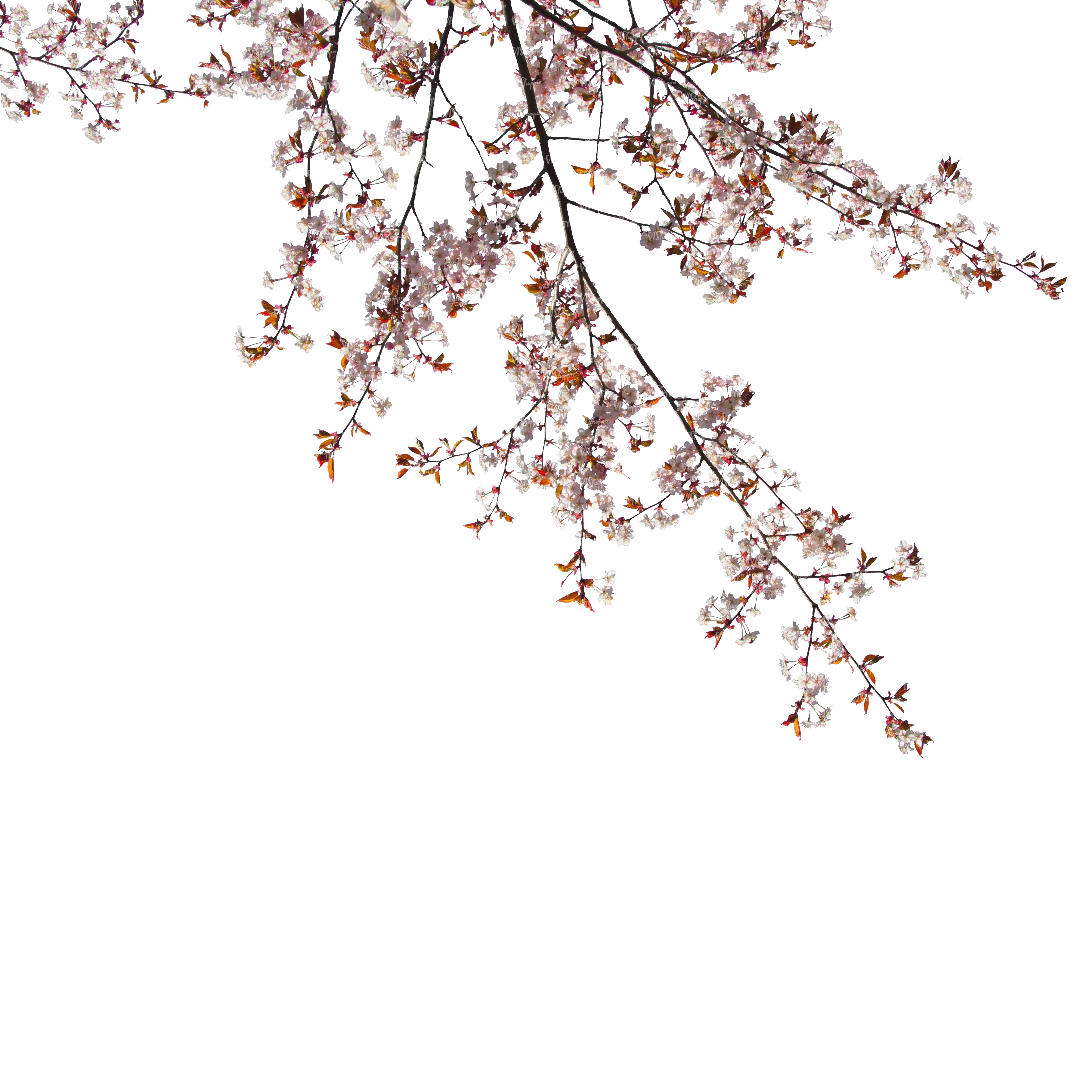 branch of a blooming cherry tree - cut out trees and plants - VIShopper