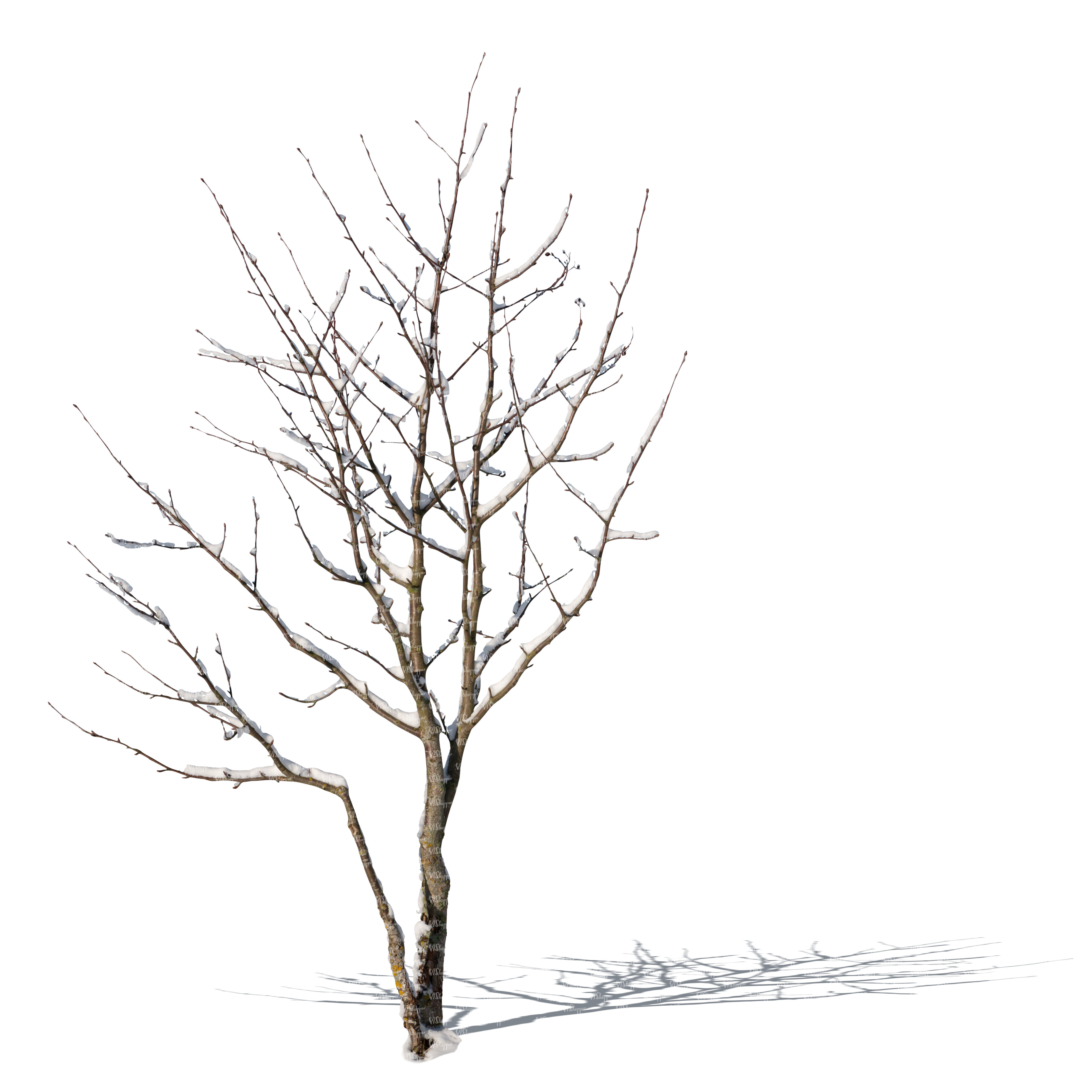 cut out small bare tree covered with snow - VIShopper