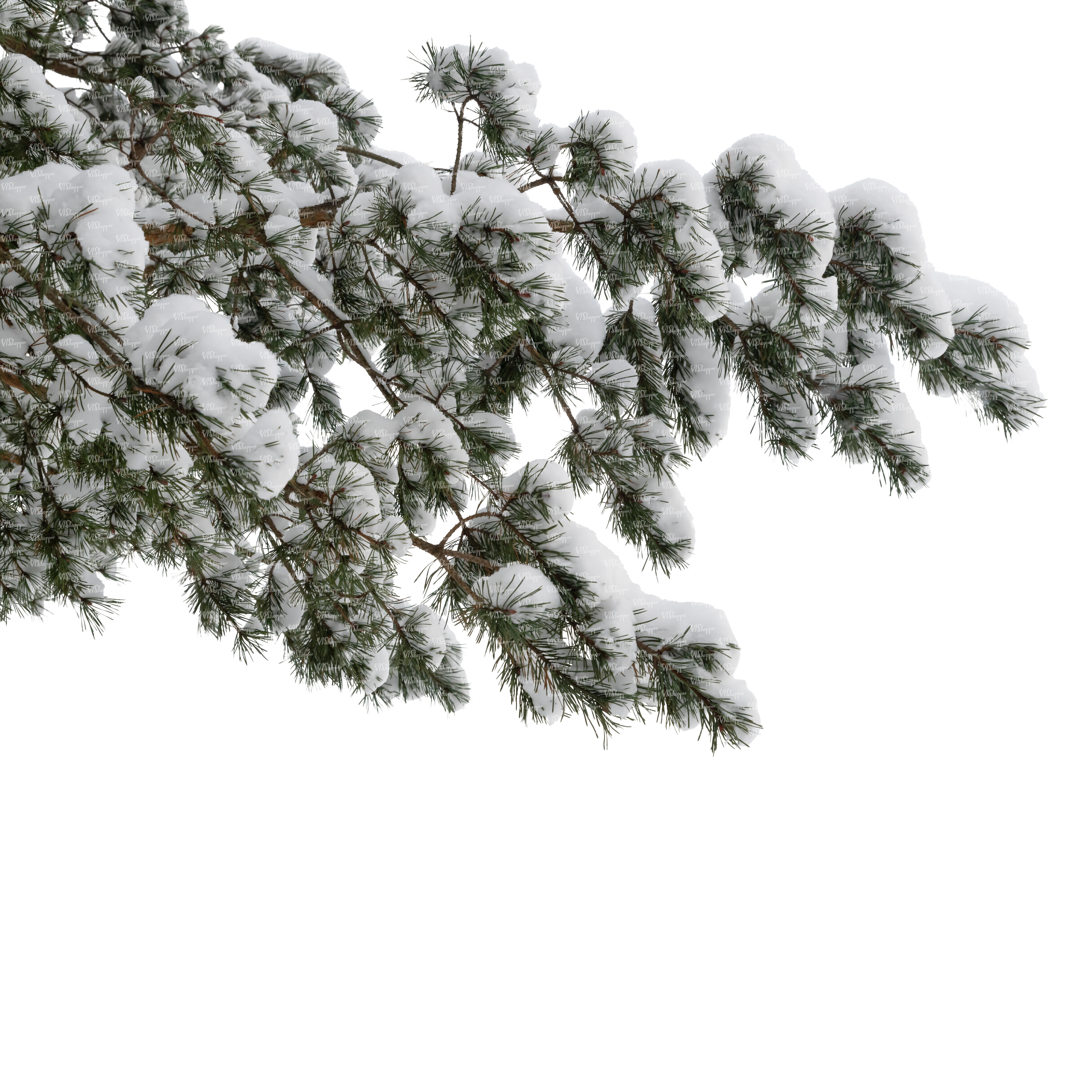 Image of Pine bush with snow on it