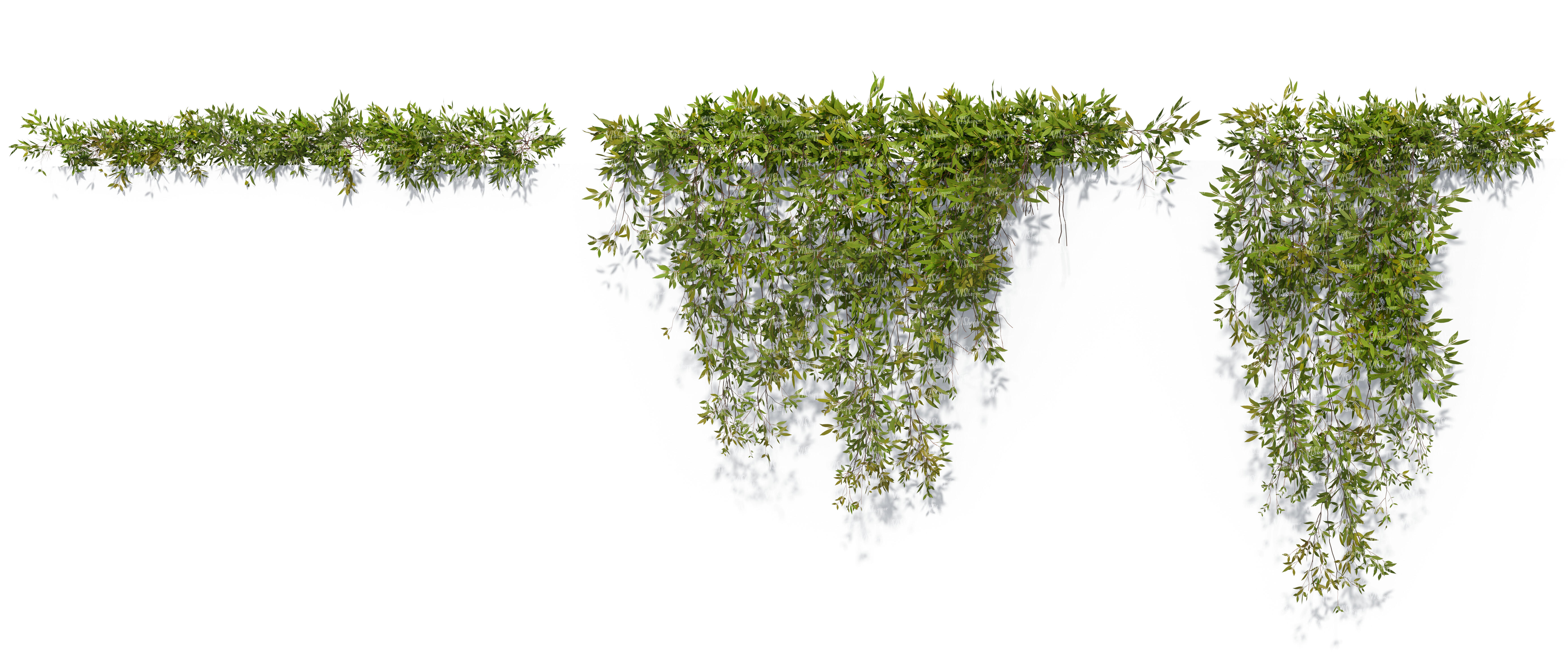 cut out hanging vine - VIShopper